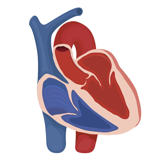 Normal Heart Structure