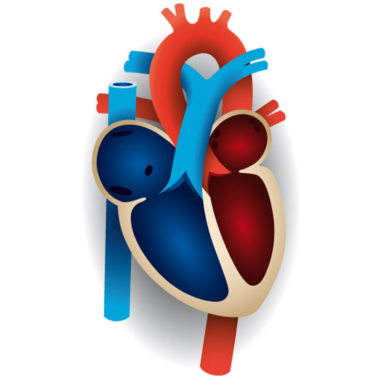 Normal Heart